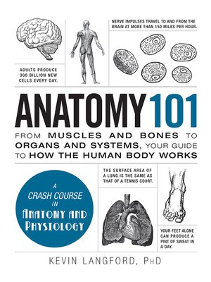 cover image of Anatomy 101